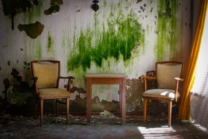 verlassene stühle vor mooswand im lost place hotel teddy